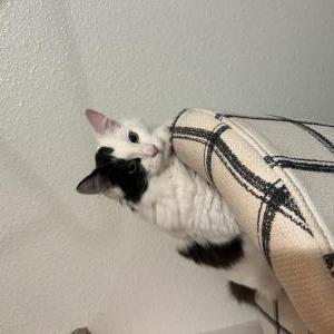 Lost Cat Yao