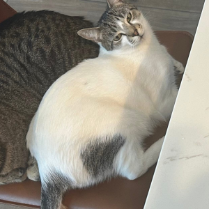 Image of Leo, Lost Cat