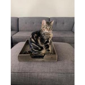Image of Emi, Lost Cat