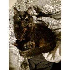 Image of Lily, Lost Cat