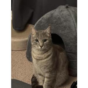 Lost Cat Andy