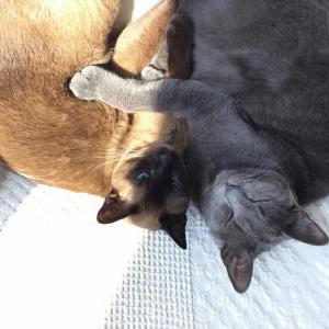 Lost Cat Rockwell