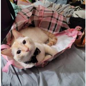Image of Jasper, Lost Cat