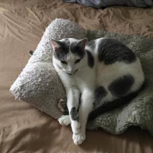 Lost Cat Dallss