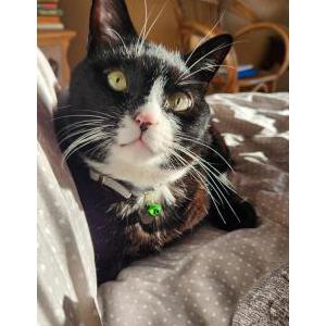 Image of Sawyer Quinn, Lost Cat