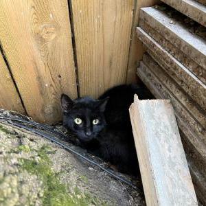 Image of unknown, Found Cat
