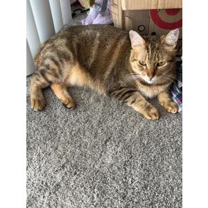 Lost Cat Zero