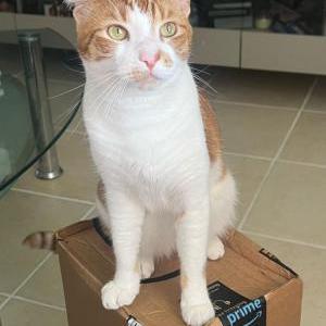 Lost Cat Bizcocho