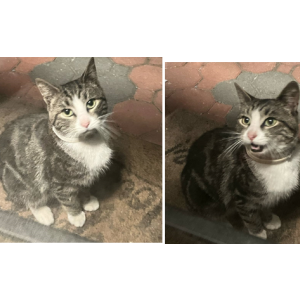 Image of Unknown, Found Cat