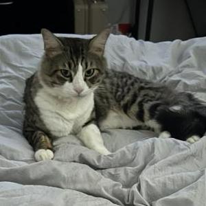 Image of Jules, Lost Cat