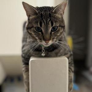 Lost Cat Kitkat