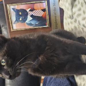 Image of Panther, Lost Cat