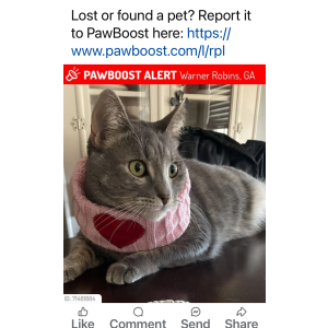 Lost Cat Birdie