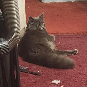 Image of Mobster, Lost Cat