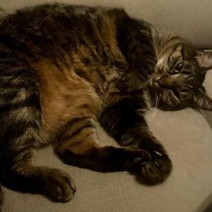 Lost Cat Wolverine