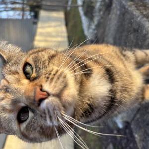 Lost Cat Betty Lou