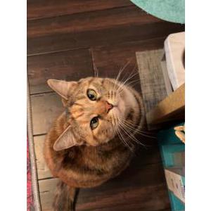 2nd Image of Betty Lou, Lost Cat