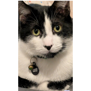 Image of Mr Pickles, Lost Cat