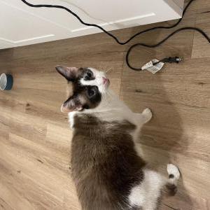 Lost Cat Bruce