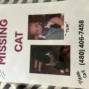 Image of Tom Mark D  - TomTom, Lost Cat