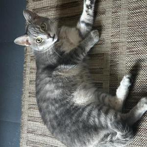 Image of Nikkita, Lost Cat