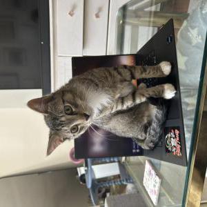 Image of Scout, Lost Cat