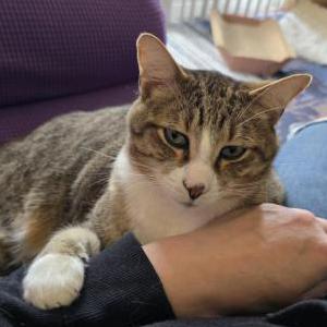 Lost Cat Buster