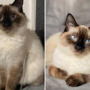 Lost Cat Lulu