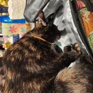 Image of Leona, Lost Cat