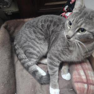 Found Cat Unknown