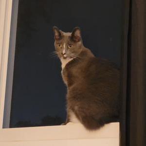 Lost Cat Shadow