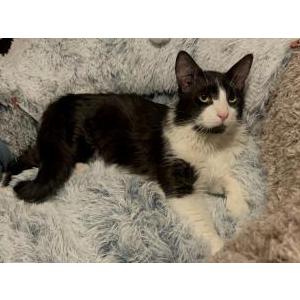 Image of Unknown, Lost Cat