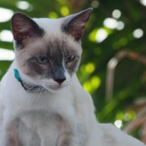 Lost Cat Botas