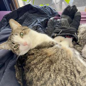 Lost Cat Mouse