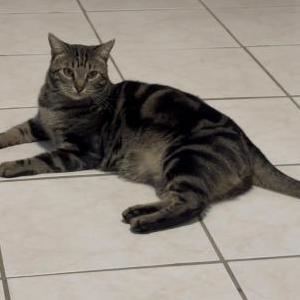 Lost Cat Michi