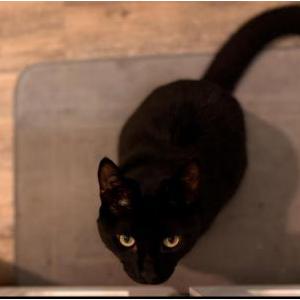 Image of Zorro, Lost Cat