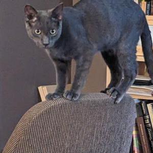Image of Fennec, Lost Cat