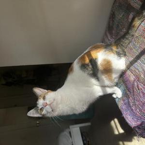 Image of Nani, Lost Cat