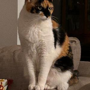 Lost Cat Linda