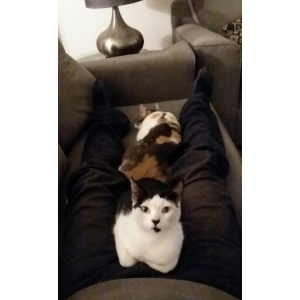 Image of Kitty Meow Meow, Lost Cat