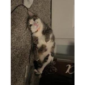 Lost Cat bubba