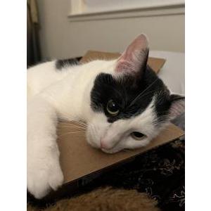 Image of Cudi, Lost Cat