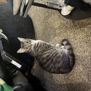Lost Cat Beef