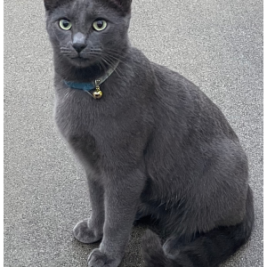 Lost Cat Tanuki