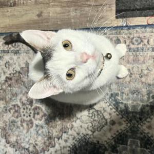 Image of Amira, Lost Cat