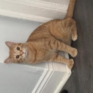 Lost Cat Otto