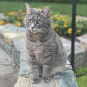 Image of Addie, Lost Cat
