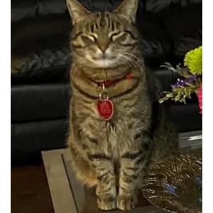 Lost Cat Misty
