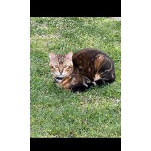 Found Cat Unknown