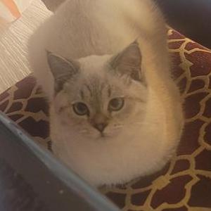 Image of Bambam, Lost Cat